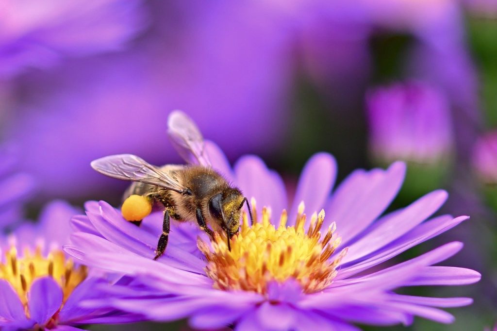 placeholder for pollinator-friendly gardening